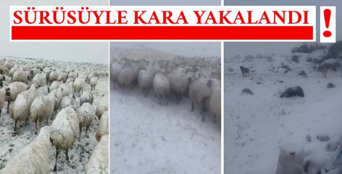 Sürüsüyle Kara Yakalandı!