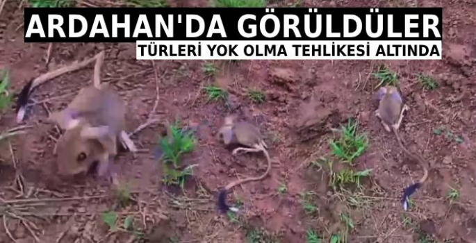 Yok Olma Tehlikesi Altında Olan Tür Ardahan'da Görüldü